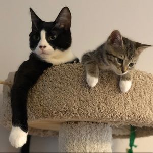 Meet your Posher, Lan